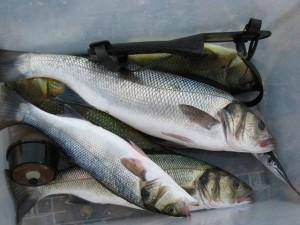 Prise de poissons sur Paimpol - jours de vent - vieilles, bars, aiguillettes