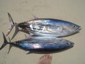 Thons bonite - Pêche au gros à l'île Maurice