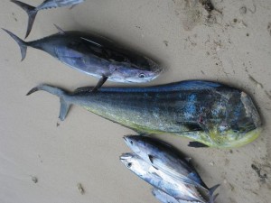 Thon bonite et dorade coryphène - Pêche au gros à l'île Maurice