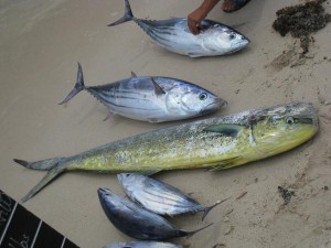 Thon bonite et dorade coryphène - Pêche au gros à l'île Maurice