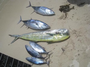 Thon bonite et dorade coryphène - Pêche au gros à l'île Maurice