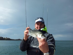 Pêche au bar au leurre souple en bretagne